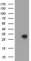 NMNAT1 / NMNAT Antibody (clone OTI1G4)