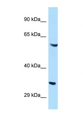 GIMAP4 Antibody (aa253-302)