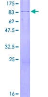 Human DCDC2 Protein (Recombinant GST)