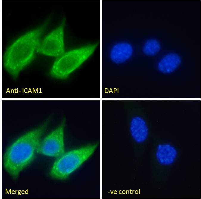 Polyclonal Goat anti-Human ICAM-1 / CD54 Antibody (aa94-105, IF, WB)