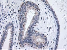 XPNPEP3 Antibody (clone OTI5G2)