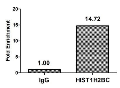 HIST1H2BN Antibody