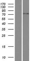 FBXO46 Protein (Over-Expression Lysate Myc-DDK (Flag))