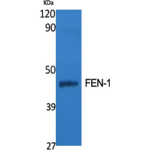 FEN1 Antibody (60-140 aa, Internal)