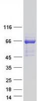 Human MAP3K19 / YSK4 Protein (Recombinant Myc-DDK (Flag))