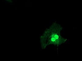 Monoclonal Mouse anti-Human LSM1 Antibody (clone OTI5C6, IHC, IF, WB)