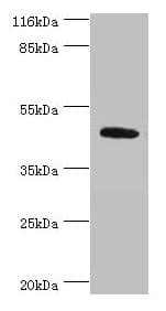 ATG4A Antibody (aa1-214)