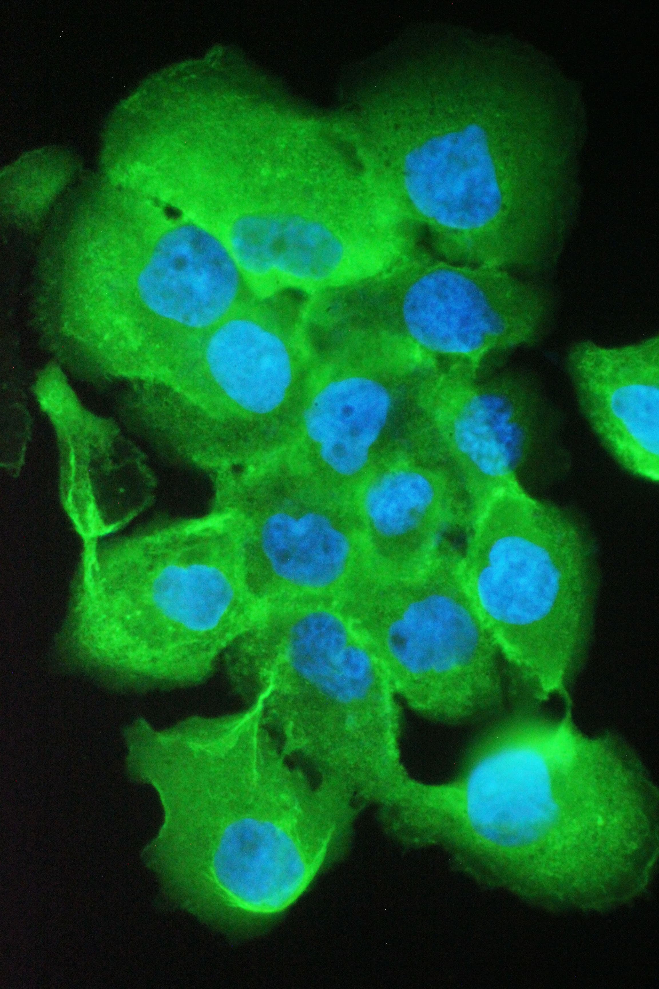 S100A10 Antibody