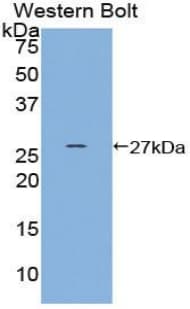 HSF2 Antibody (aa1-200)