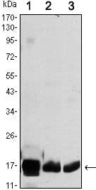 Monoclonal Mouse anti-Human COXIV / COX4 Antibody (clone 6B3, IF, WB)