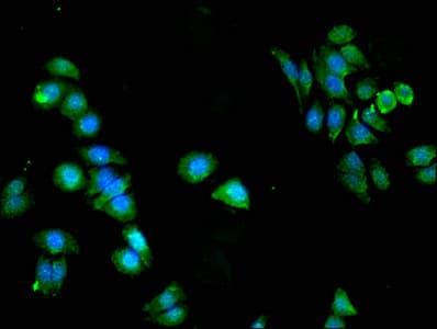 PKN2 Antibody