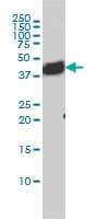 BAG1 / BAG-1 Antibody (clone 4C10)