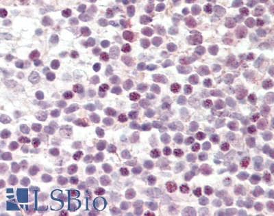 SF3B130 / SF3B3 Antibody (C-Terminus)