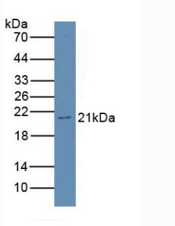 Gkn3 / Gastrokine 3 Antibody (aa38-177, APC)