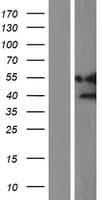 NR1I3 / CAR Protein (Over-Expression Lysate Myc-DDK (Flag))