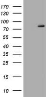 RASGRP3 / GRP3 Antibody (aa380-690, clone OTI4G9, Carrier-free)