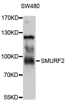 Polyclonal Rabbit anti-Human SMURF2 Antibody (WB)