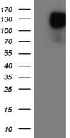 ENPEP / Aminopeptidase A Antibody (clone OTI1D6)
