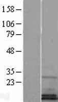 MYDGF / SF20 Protein (Over-Expression Lysate Myc-DDK (Flag))
