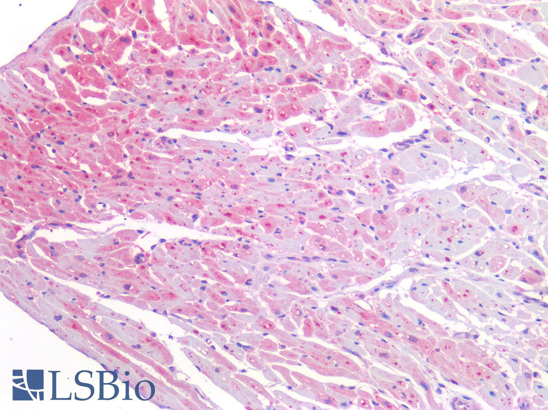 IHC-plus™ BMP4 Antibody