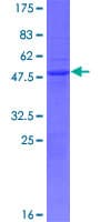 Human FAM96A Protein (Recombinant GST)