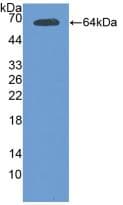 TEK / TIE2 Antibody (FITC)