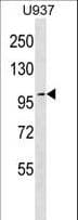 TJP2 / ZO2 / ZO-2 Antibody (aa981-1009)