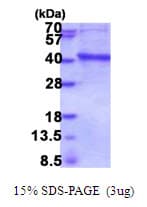Human IMPAD1 Protein (Recombinant His)