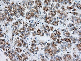 RAB17 Antibody (clone OTI4E7, Carrier-free)