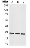MRPS34 Antibody (C-Terminus)