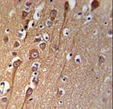 C9orf91 Antibody (aa256-284)