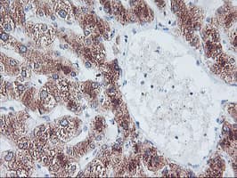 FBXO21 Antibody (clone OTI5F11)