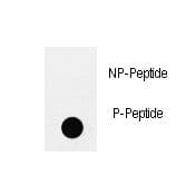 Polyclonal Rabbit anti-Human IRS2 / IRS-2 Antibody (phospho-Tyr978)