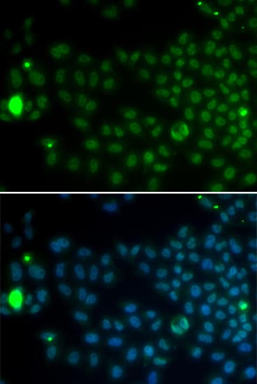 SPY1 / SPDYA Antibody
