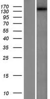 DENND5A Protein (Over-Expression Lysate Myc-DDK (Flag))