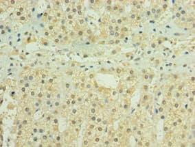 Polyclonal Rabbit anti-Human HYLS1 Antibody (aa70-299, IHC, WB)