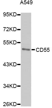 CD55 Antibody