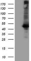 Monoclonal Mouse anti-Human CPA1 / Carboxypeptidase A Antibody (clone OTI1D11, IF, WB)