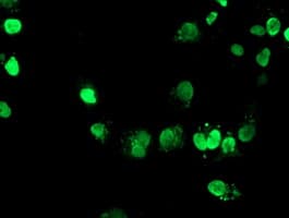 FOXI1 Antibody (clone OTI1D4)