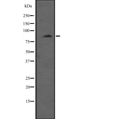 MYLK3 Antibody