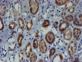 ZNF365 Antibody (aa108-407, clone OTI2D9)