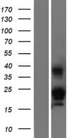 RNASE6 Protein (Over-Expression Lysate Myc-DDK (Flag))