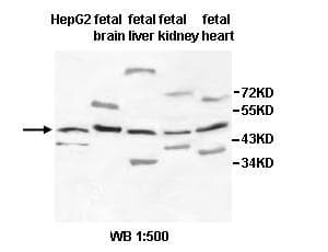 AMOTL2 Antibody (aa6-235)