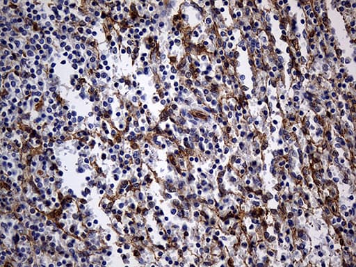 WASL / N-WASP Antibody (clone OTI2H5, Carrier-free)