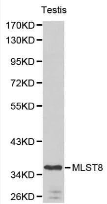 MLST8 / GBL Antibody