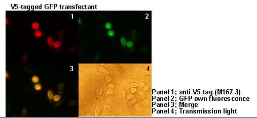 V5 Tag Antibody (clone 1H6)