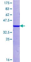 Human PIWIL1 / PIWI Protein (Recombinant GST, N-terminus)