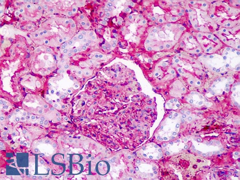IHC-plus™ APOA1 / Apolipoprotein A 1 Antibody (clone AT1E12)