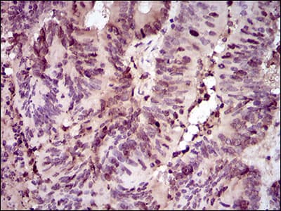 PCNA Antibody (aa53-196, clone 7H4F8)