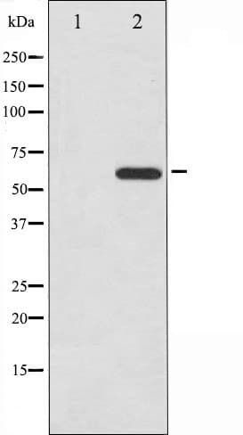 Polyclonal Rabbit anti-Human CDC25A Antibody (IF, WB)